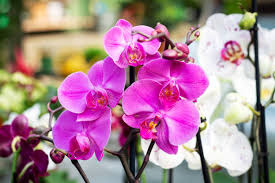 Orchids & Plants