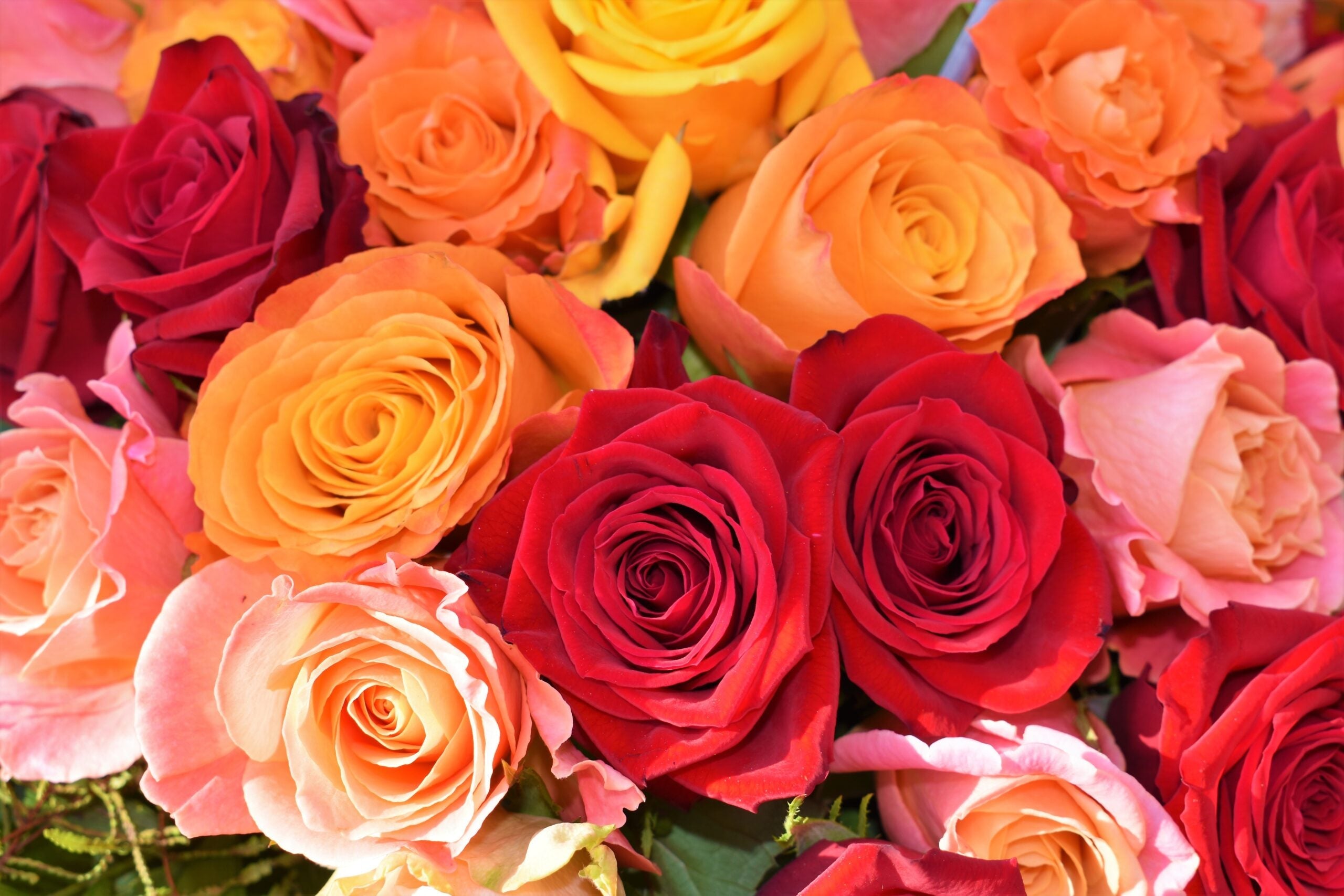 Roses