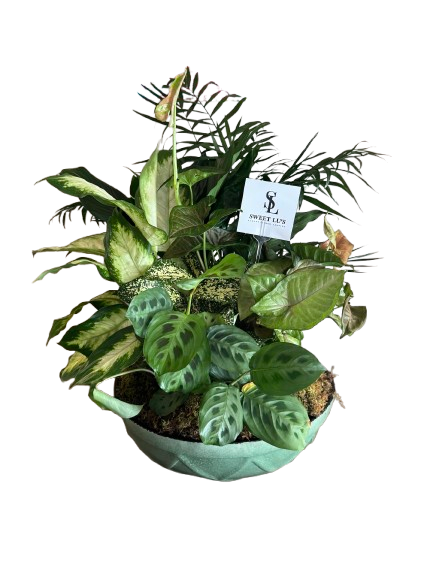Ceramic Dish Garden image 1