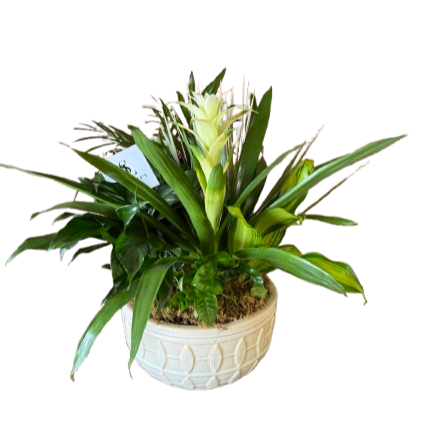 Bromeliad Dish Garden