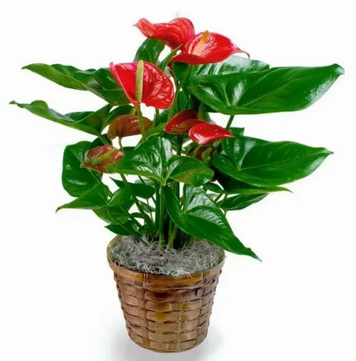 Antherium Plant image 1