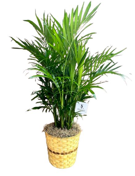 8" Kat Palm