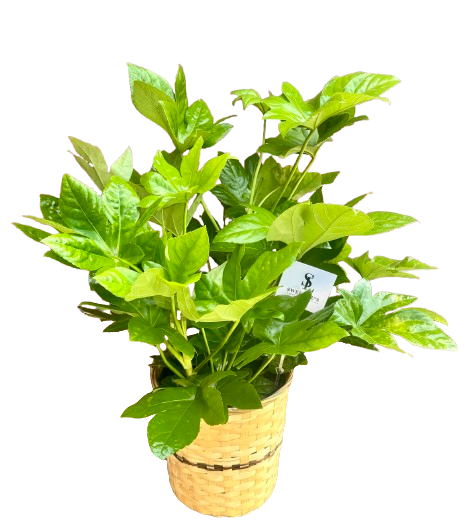 8" Fatsia