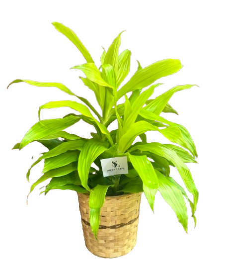 8" Limelight Plant
