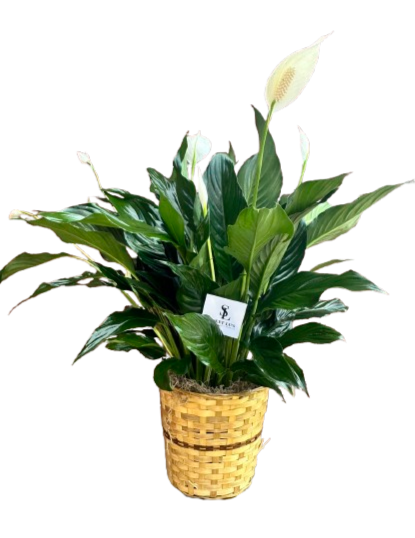 Peace Lily