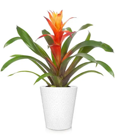 Bromeliads Plant image 0