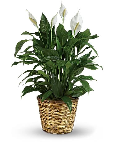 Peace Lily image 0