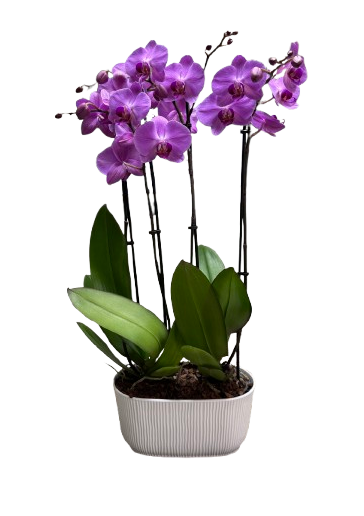 Large Orchid image 0