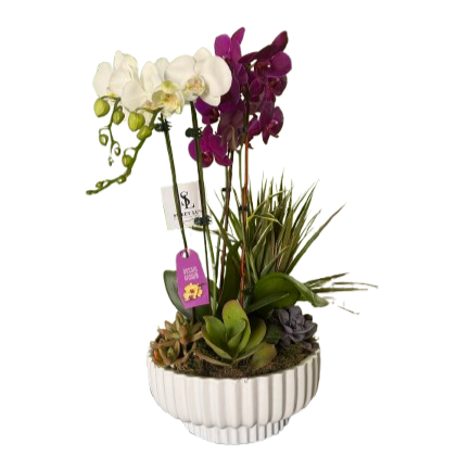 Orchid & Succulent Garden